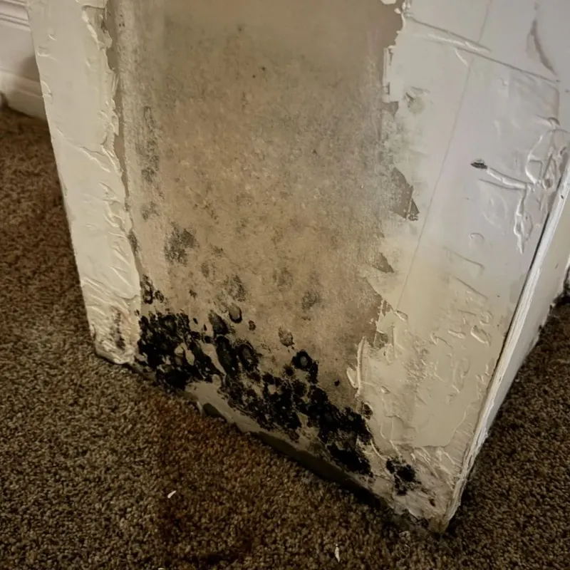 Professional Mold Removal in Lowell, OR